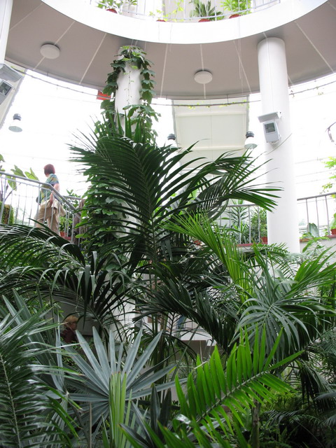 Ботанический сад (оранжерея) в Минске