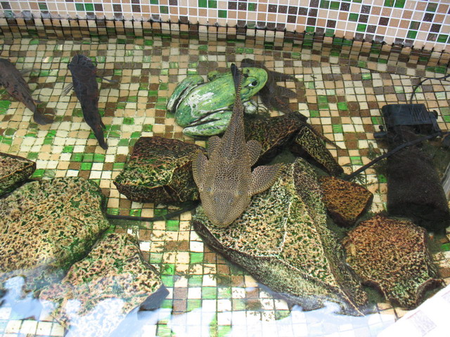 Ботанический сад (оранжерея) в Минске