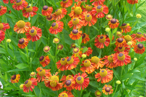 Гелениум. Другие многолетники