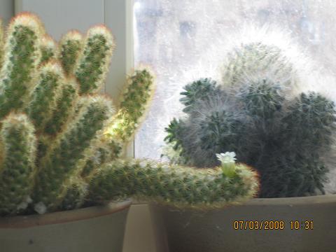 Зацвел первый кактус. Мои цветы