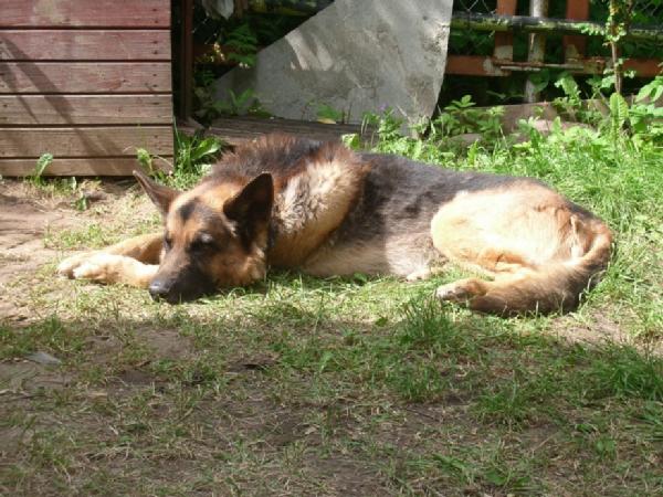 Лордушка. Собаки