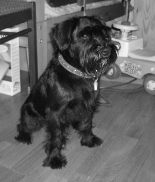 Феликс подрос. Собаки