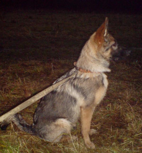 Щенок-немка Эльзка. Собаки