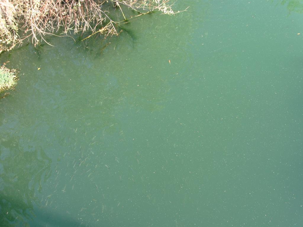 рыба в ближайшей речушке-вид с моста. Turkey-2009