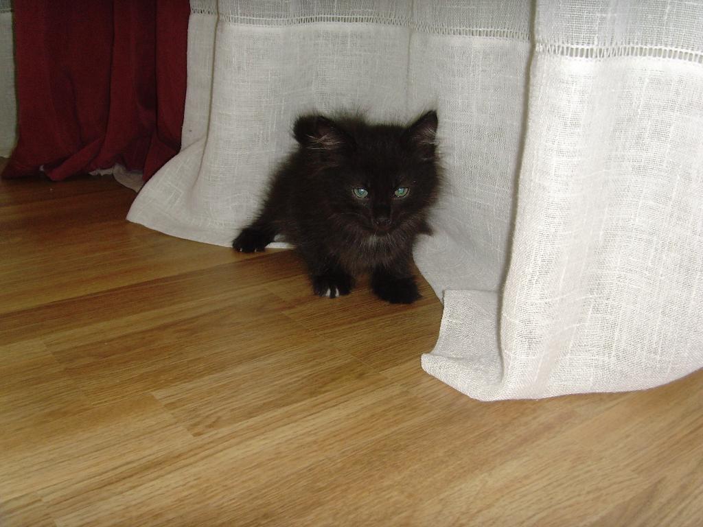 Писает на тюль. Марлин