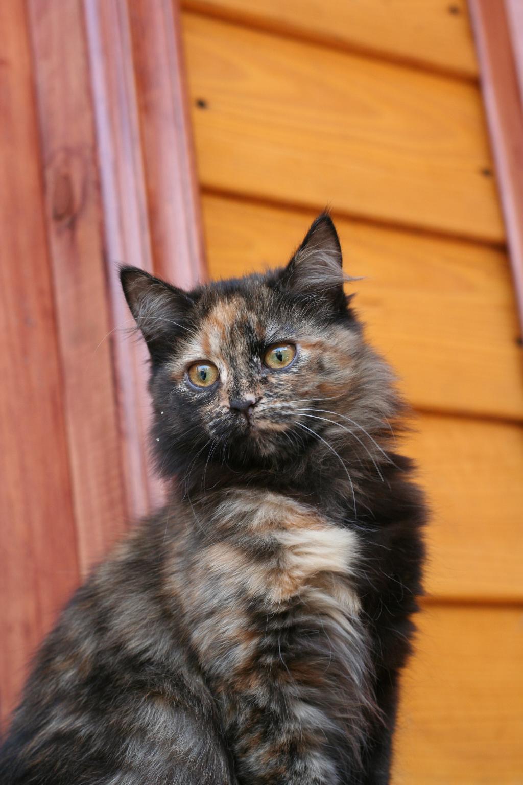 Мама Марлина. Марлин