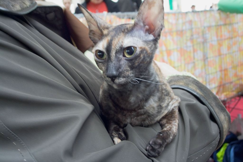 Первая выставка. 