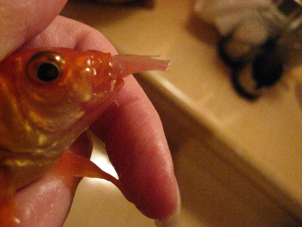 горе-рыбка. 