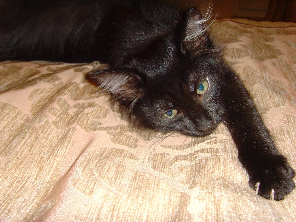 Наша шкода!!!!!. Марлин