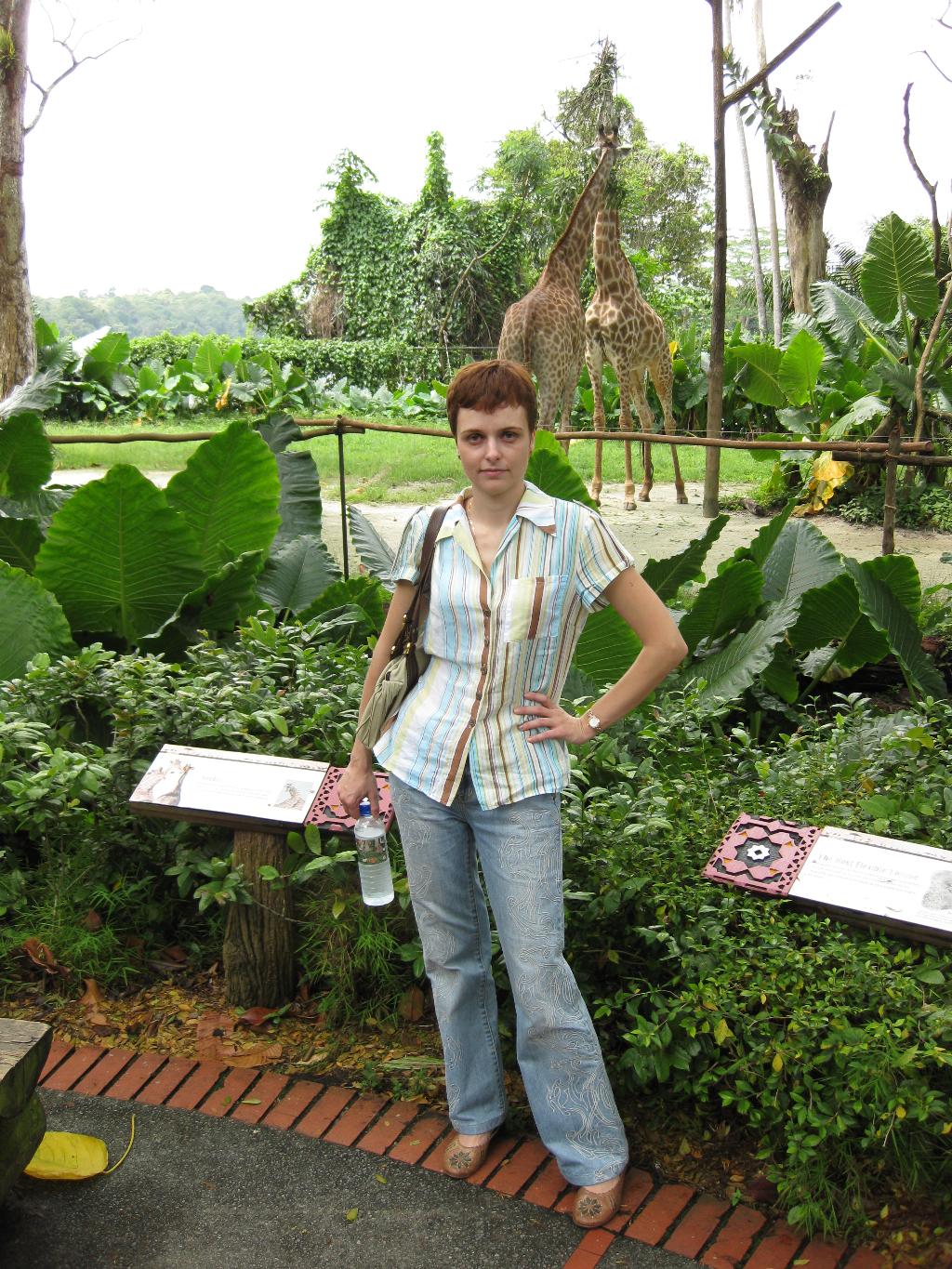 жирафики, Сингапурский зоопарк. Коллаж из путешествий