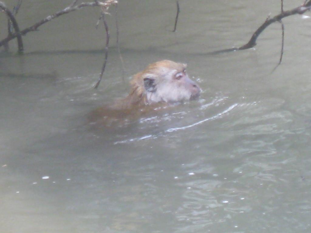 обезьяны умеют плавать!. Коллаж из путешествий