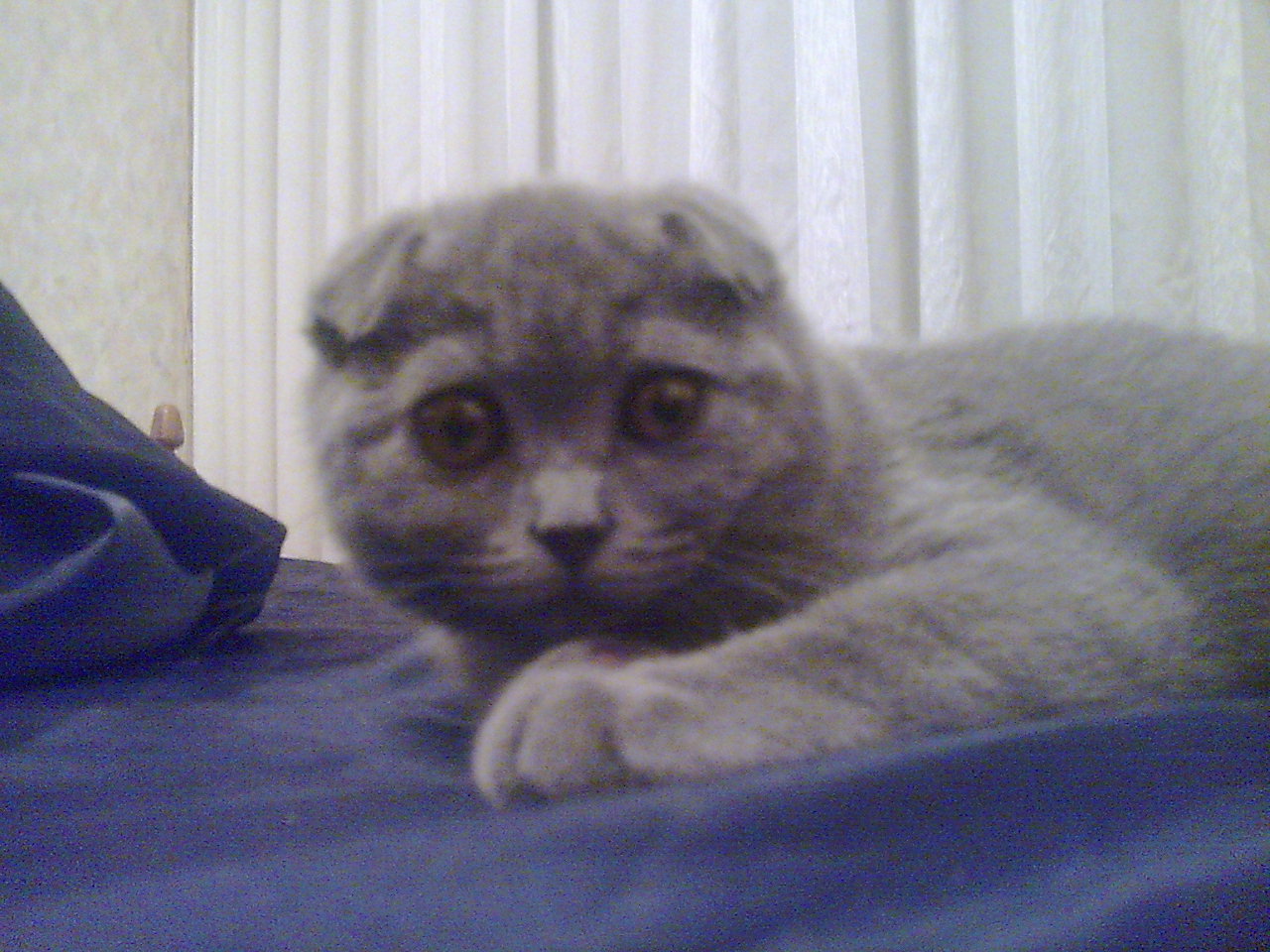 Кошка-мышка