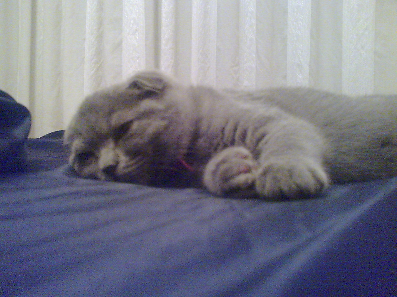 Кошка-мышка