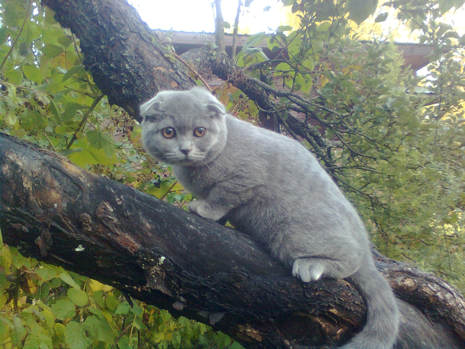 Мышке 4 месяца. Кошка-мышка