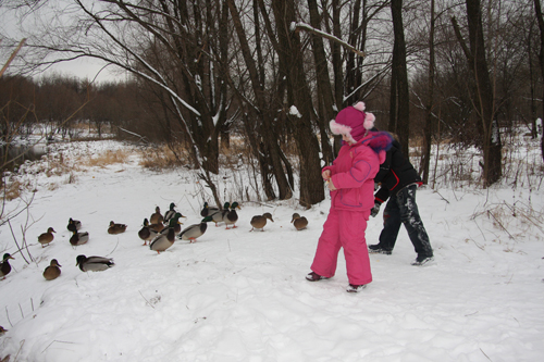 Уточки на Клязьме. 