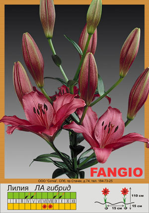 LA гибрид.Fangio 135,40 + 15% за 10 штук. Лилии СП