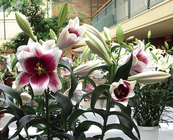 Лонгифлорум.Cyrano 113 + 15% за 10 штук. Лилии СП