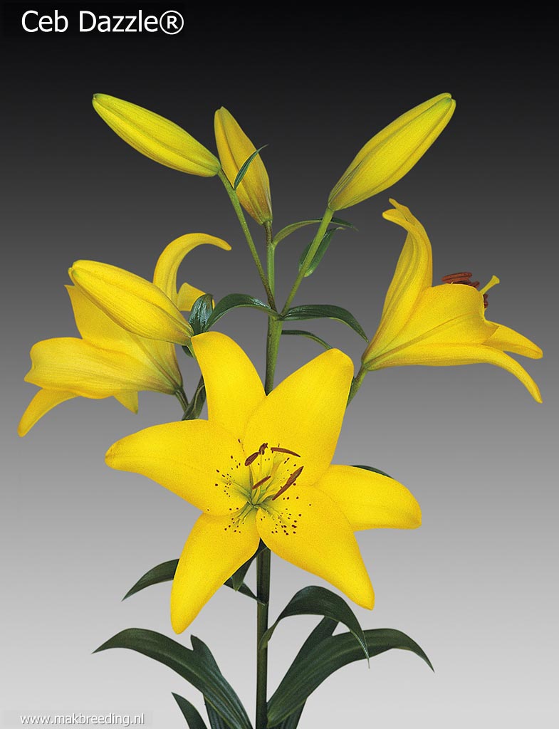 Ceb Dazzle 135.40 + 15% за 10 штук. Лилии СП