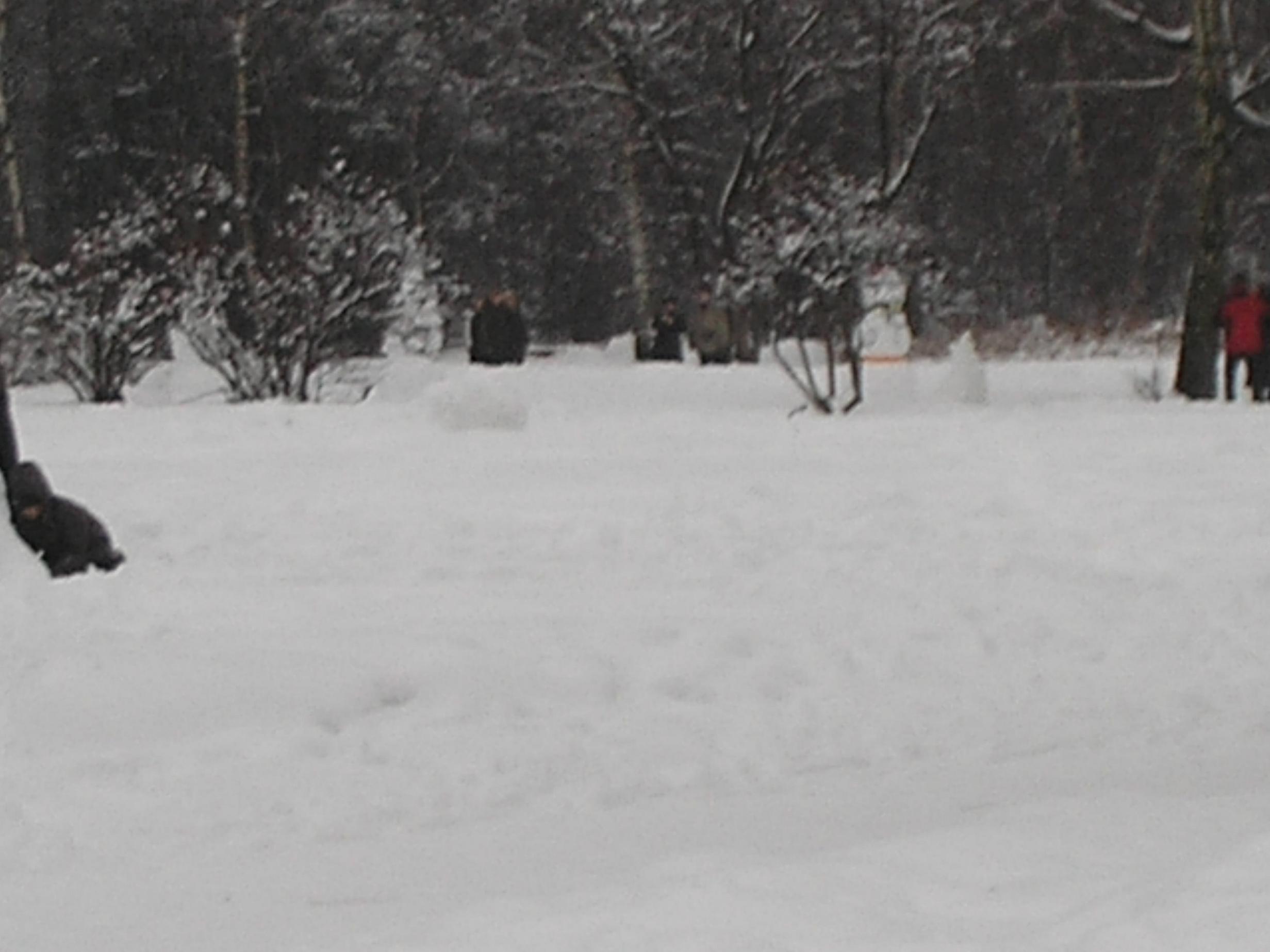 Снеговик под каждым кустом. Снеговики в Ботаническом саду