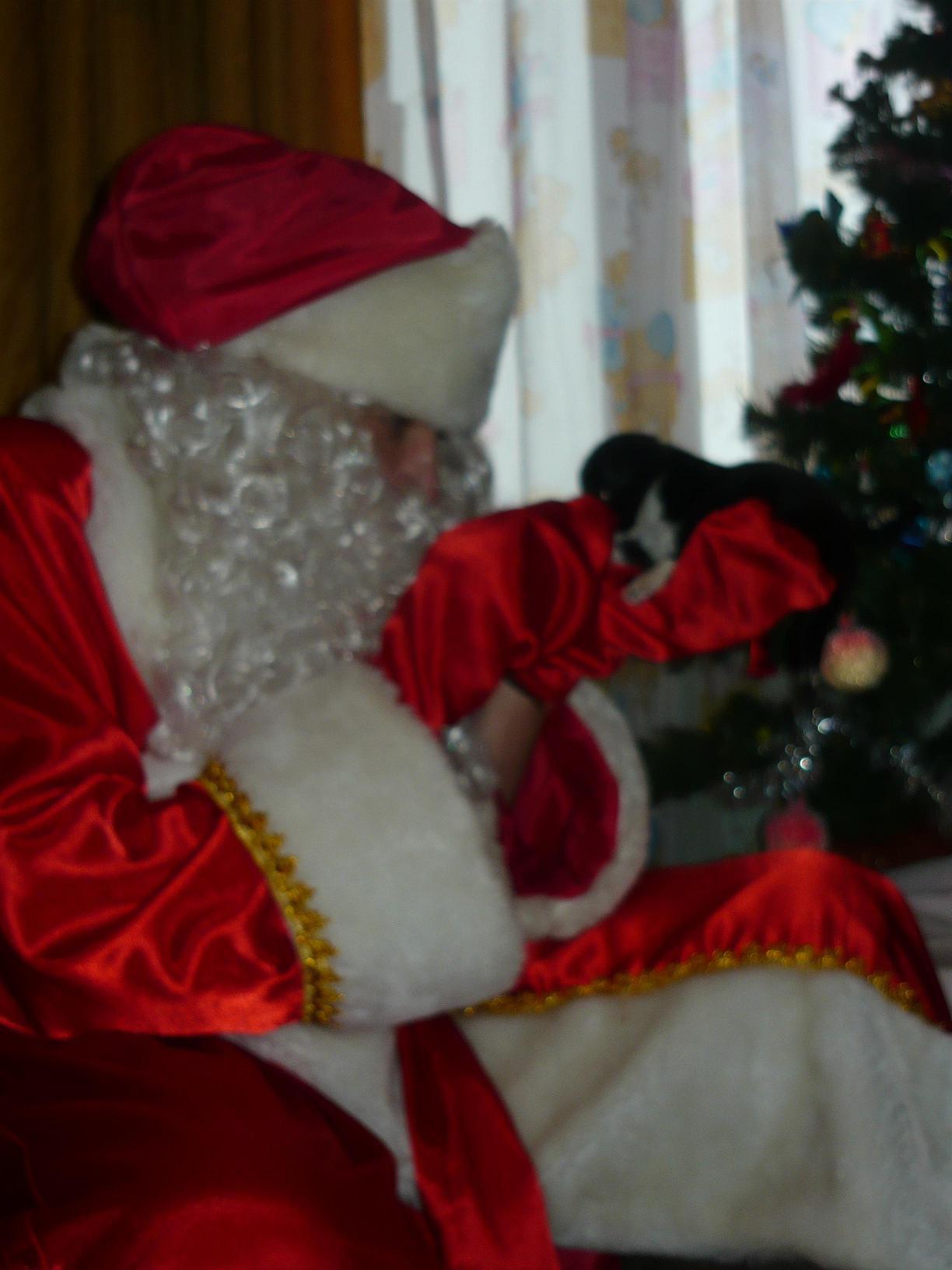 СП-шный дед Мороз и наш волкодав лилу.=). СП- хвасты