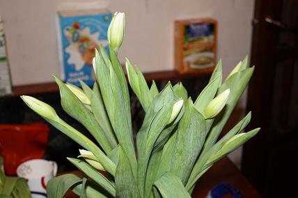 Тюльпанчики))