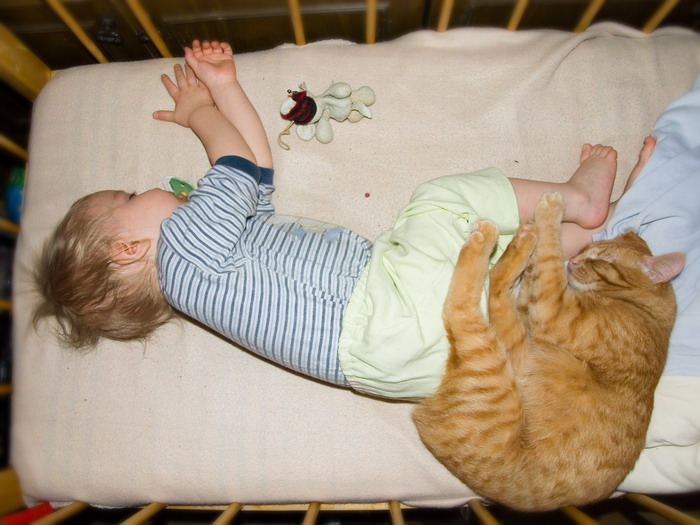 Почему кошки ложатся в ноги. Котик в кроватке. Котёнок-ребёнок.