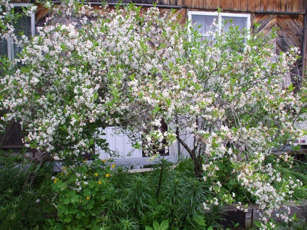 цветущая вишня. Садовые растения