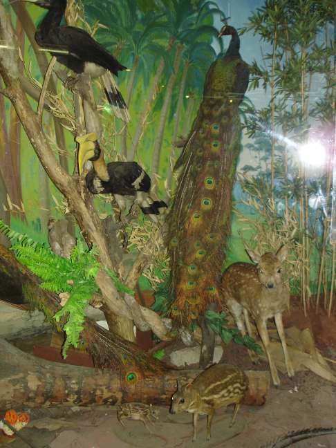 Дарвинский музей