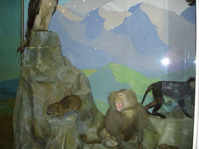 Дарвинский музей