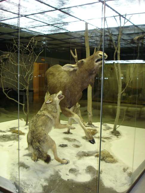 Дарвинский музей