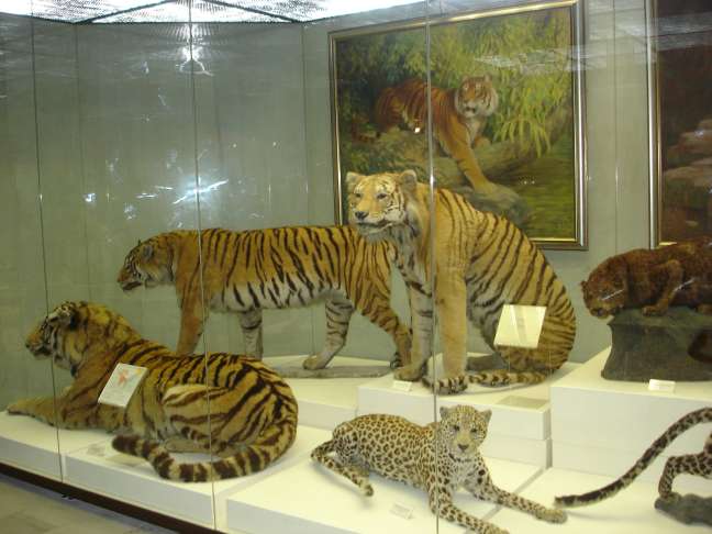 Дарвинский музей