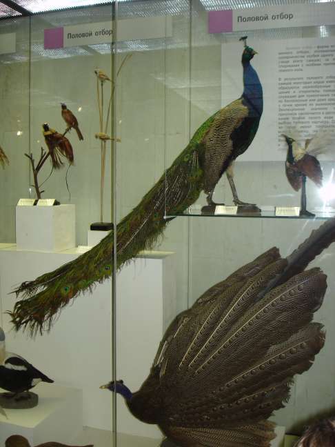 Дарвинский музей