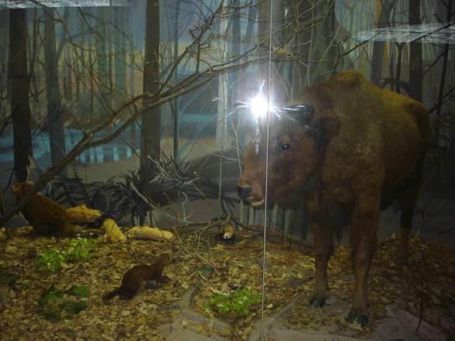 Дарвинский музей