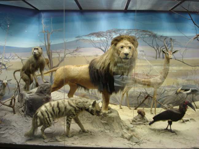 Дарвинский музей