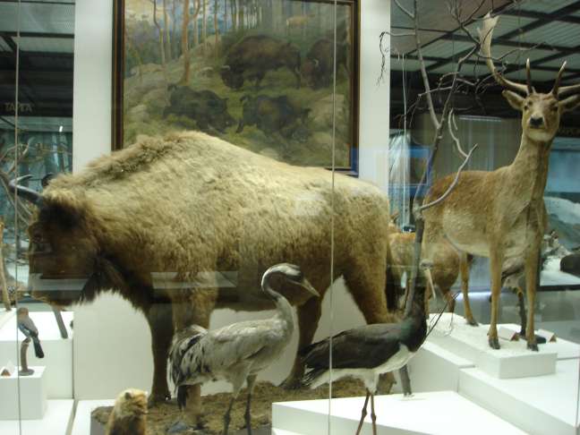 Дарвинский музей