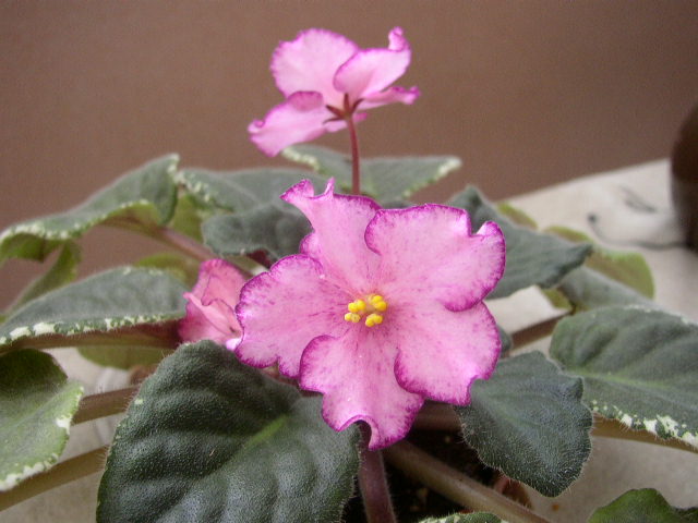 Buckeye Extravaganza P. Hancock . Фиалки