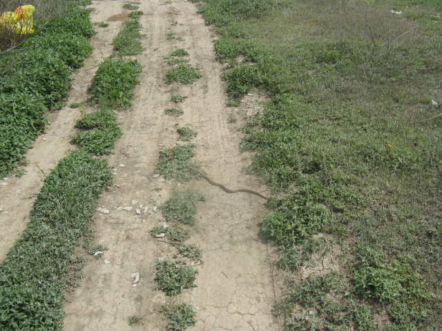 Была и такая живность.. Астрахань