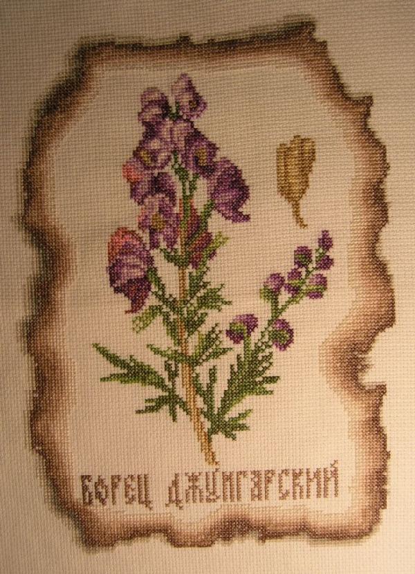 Борец джунгарский (Золотое руно). Неоформленное