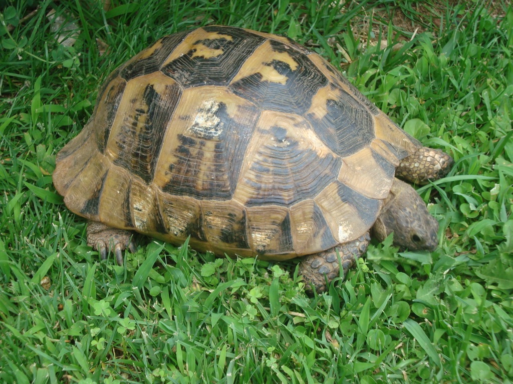 Белек, Adora Golf Resort 5*, июнь 2009