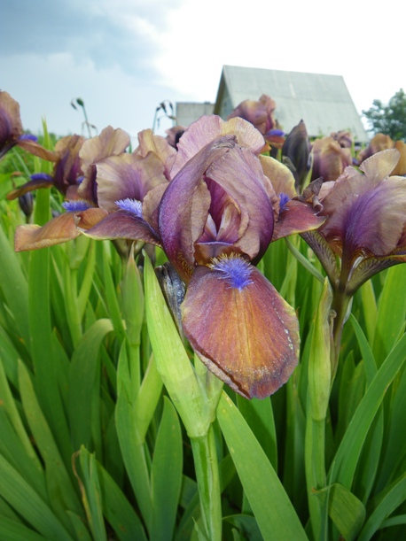 коричневый. ирисы