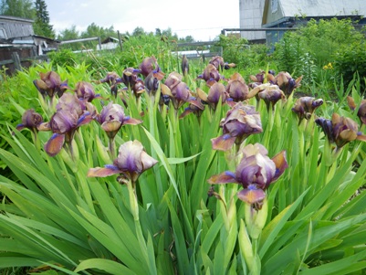 ирисы
