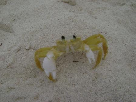 Краб. И вообще