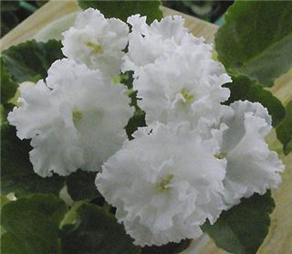 Свадебный букет, . Фиалки