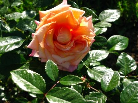 Роза раскрылась. Цветы от Helen-san 