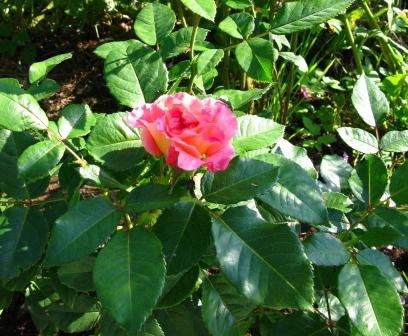 еще один сорт. Цветы от Helen-san 