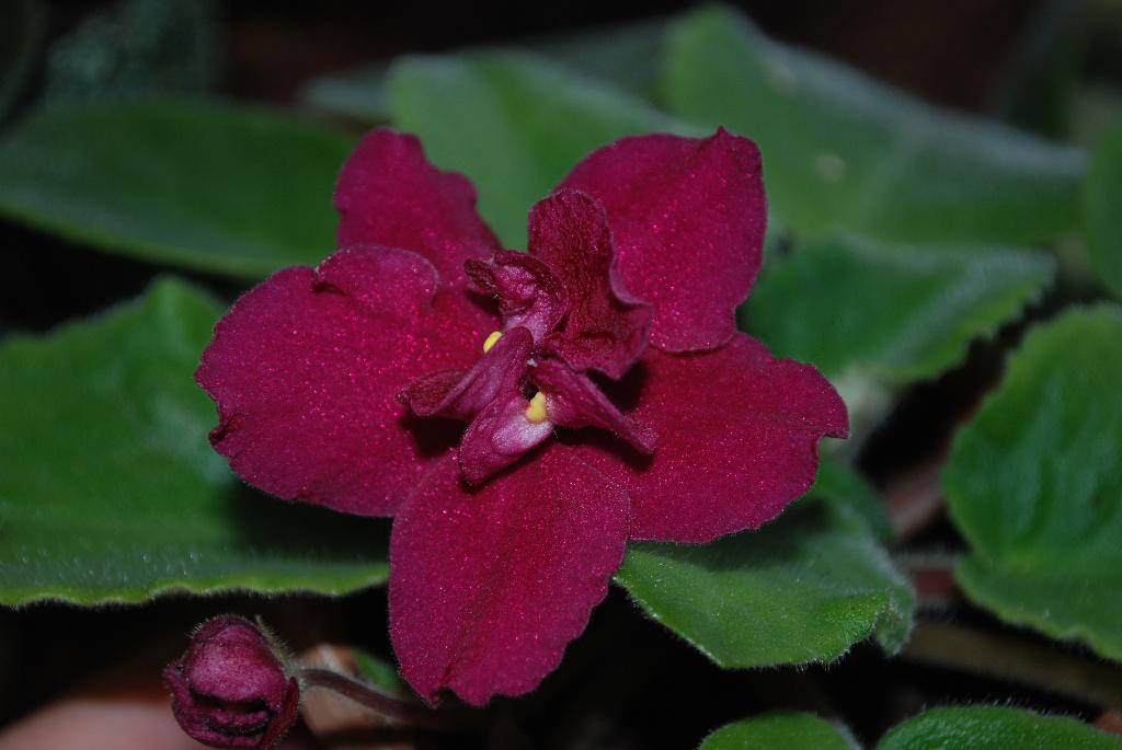 Arapahoe (K. Stork) цветы крупные 6см. Фиалки