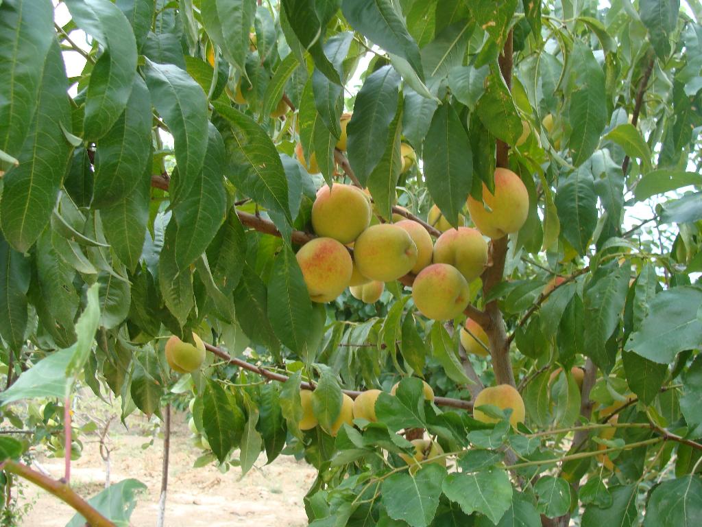 Какой сорт персиков можно выращивать в подмосковье?