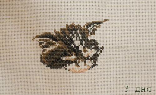  Kitty Litter (DMS-35184)