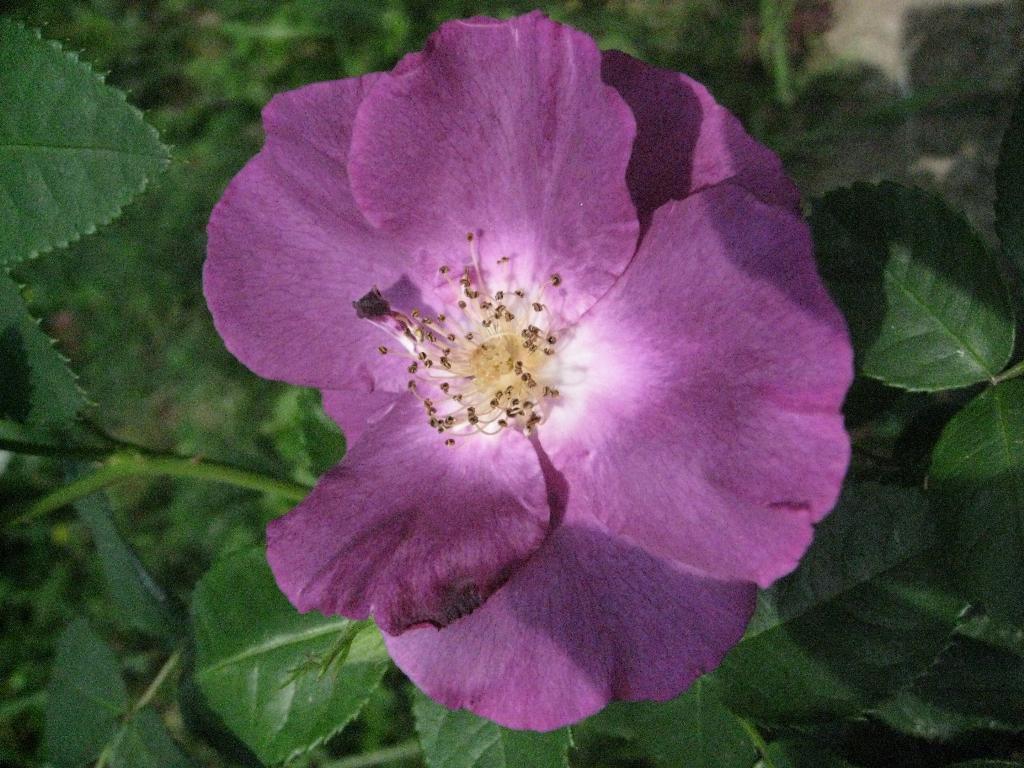 Цветочки. Дача