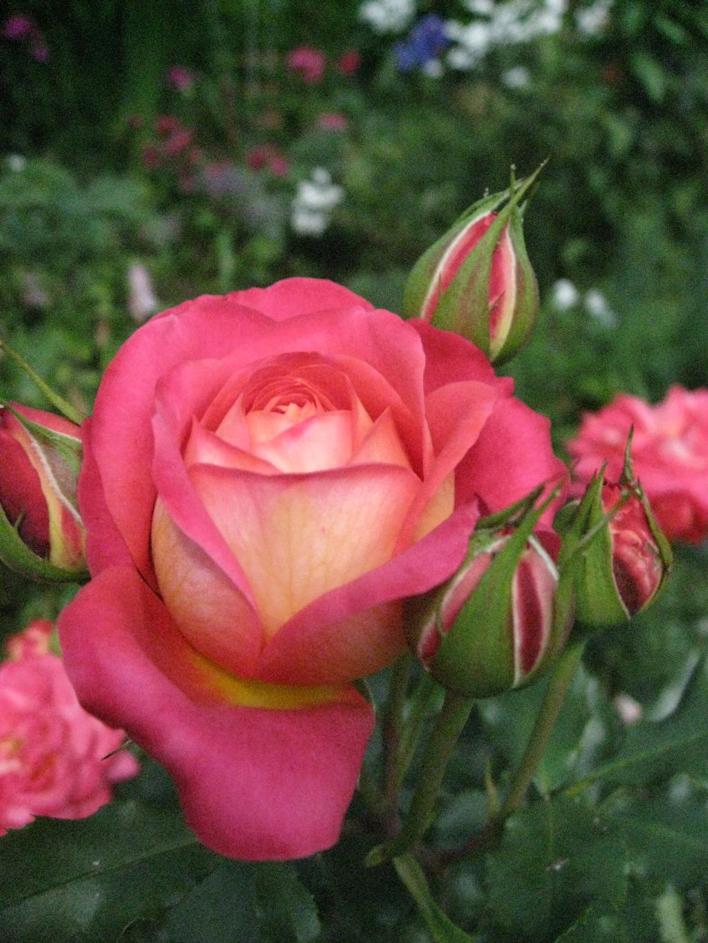 Цветочки. Дача